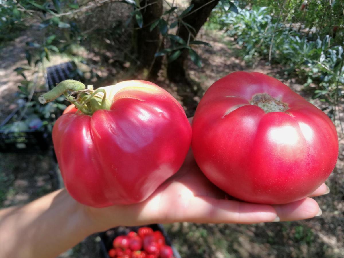 Az.Agricola Agriturismo La Locanda Di Lann Appartement Fucecchio Buitenkant foto