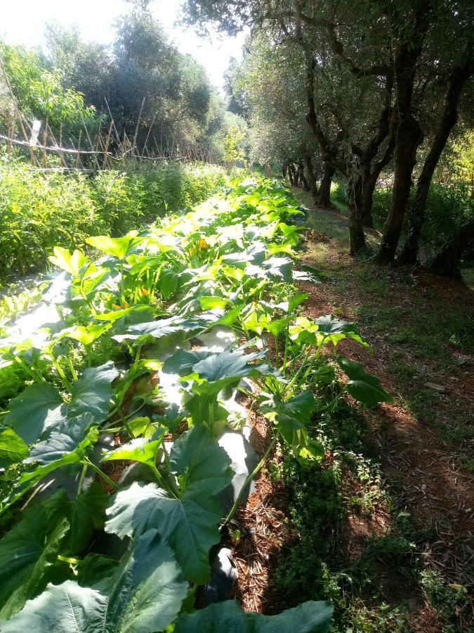 Az.Agricola Agriturismo La Locanda Di Lann Appartement Fucecchio Buitenkant foto