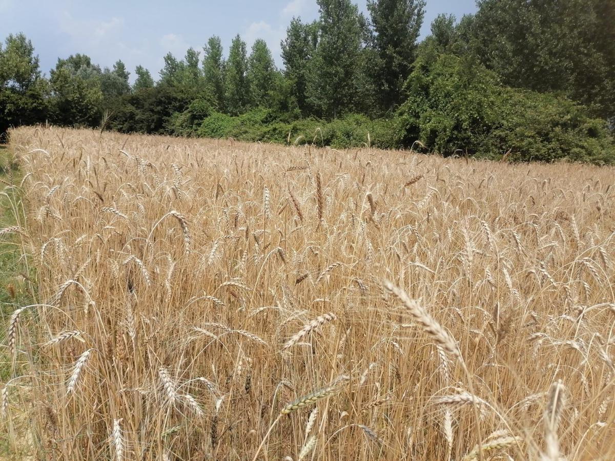 Az.Agricola Agriturismo La Locanda Di Lann Appartement Fucecchio Buitenkant foto