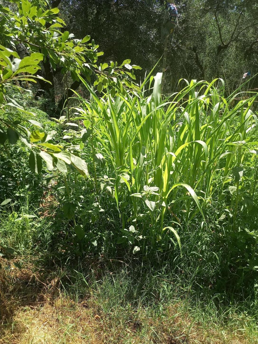 Az.Agricola Agriturismo La Locanda Di Lann Appartement Fucecchio Buitenkant foto
