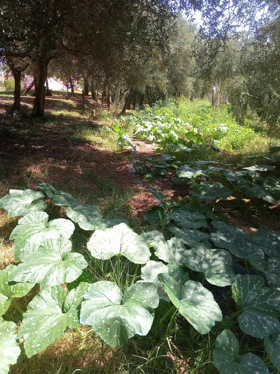 Az.Agricola Agriturismo La Locanda Di Lann Appartement Fucecchio Buitenkant foto