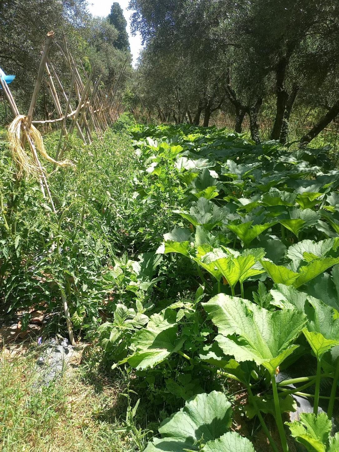 Az.Agricola Agriturismo La Locanda Di Lann Appartement Fucecchio Buitenkant foto