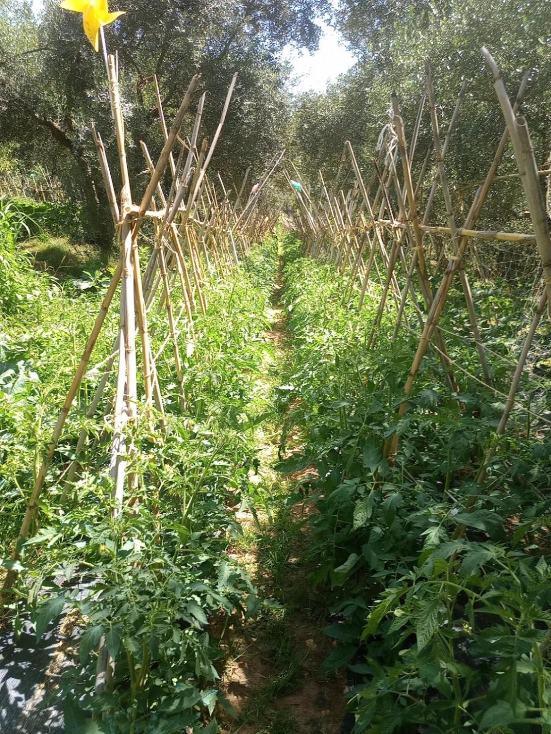 Az.Agricola Agriturismo La Locanda Di Lann Appartement Fucecchio Buitenkant foto